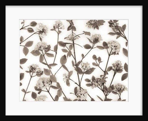 Viburnum Juddii flowers by Assaf Frank